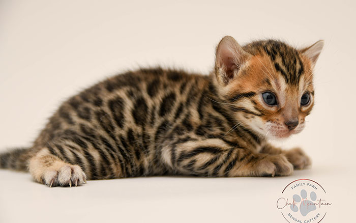 Bengal kitten for sale